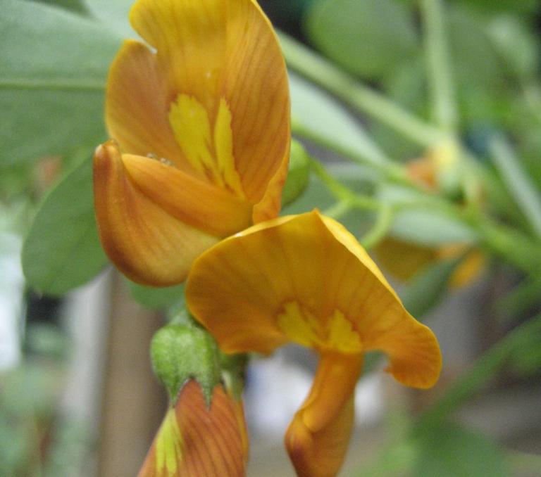 Colutea arborescens x media ‘Copper Beauty’