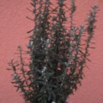 Chiliotrichum diffusum 'Siska' / Margerittenbusch