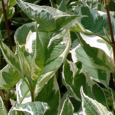Cornus alba Elegantissima