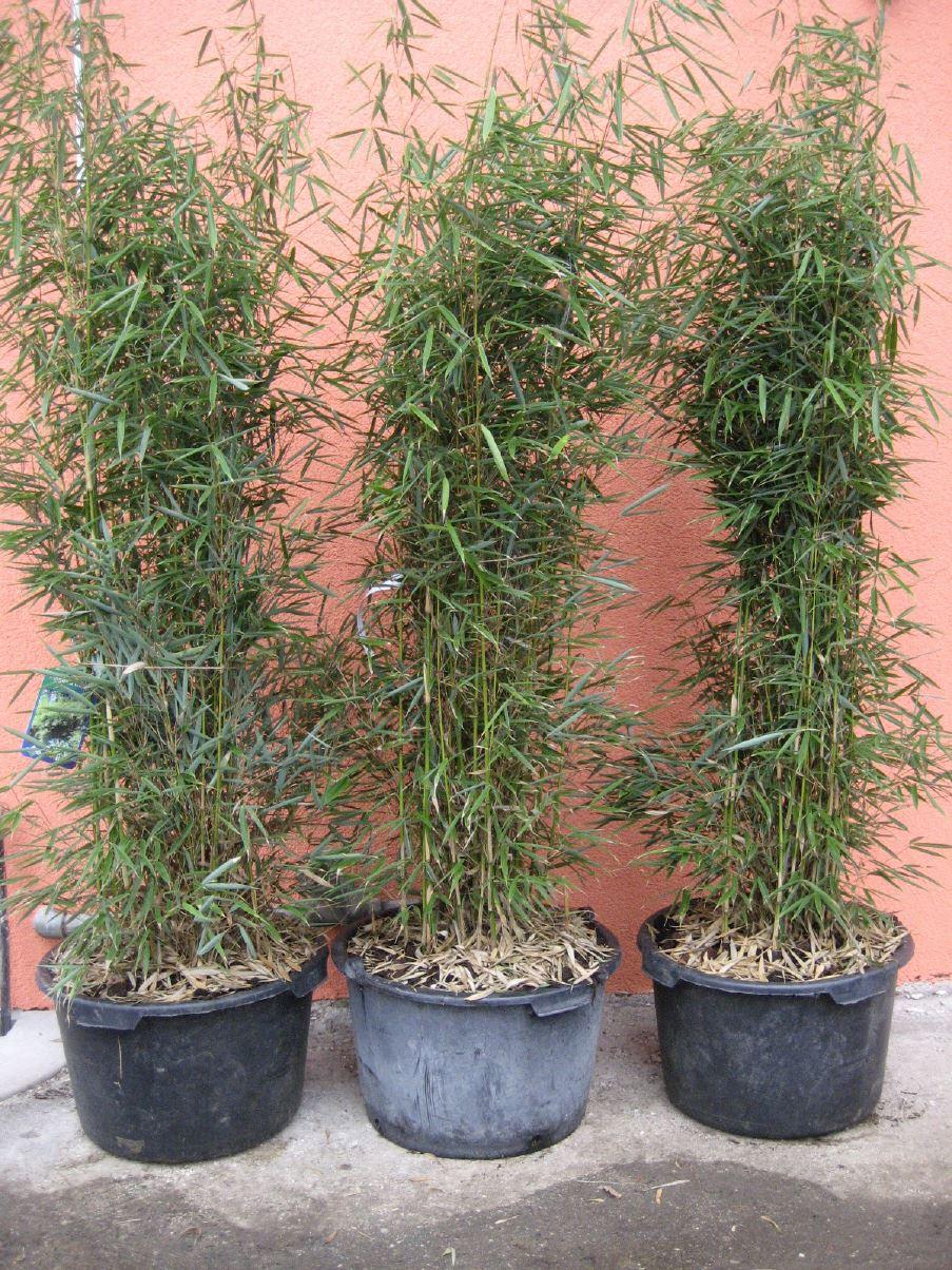 Fargesia robusta ´Campbell ´