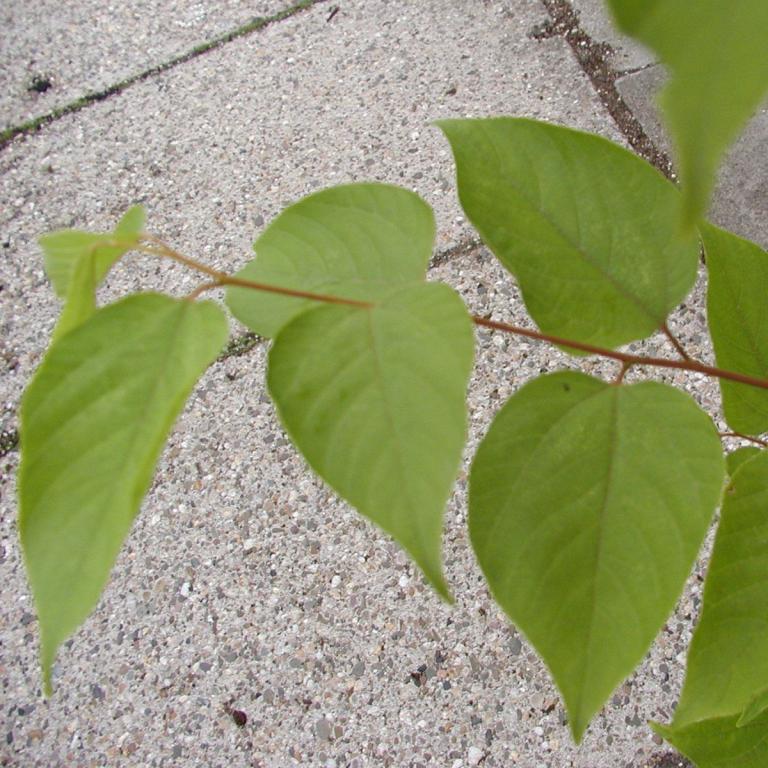 Japanischer Rosinenbaum
