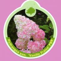 Hydrangea paniculata 'Vanille-Fraise' -Neuheit-