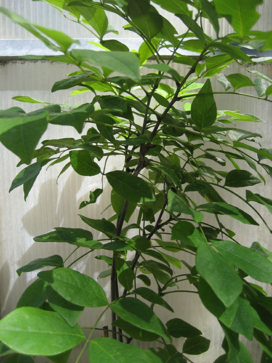 Asiatisches Gelbholz