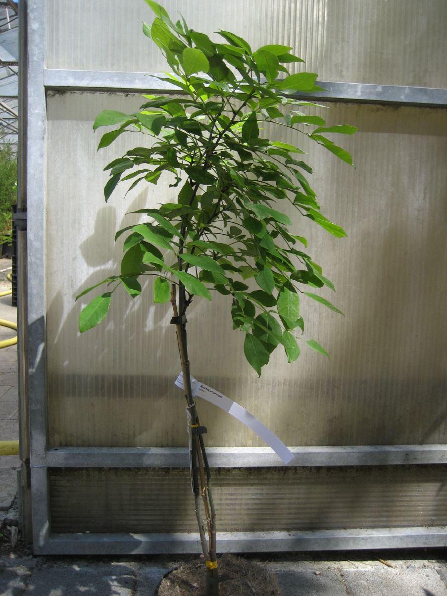 Asiatisches Gelbholz