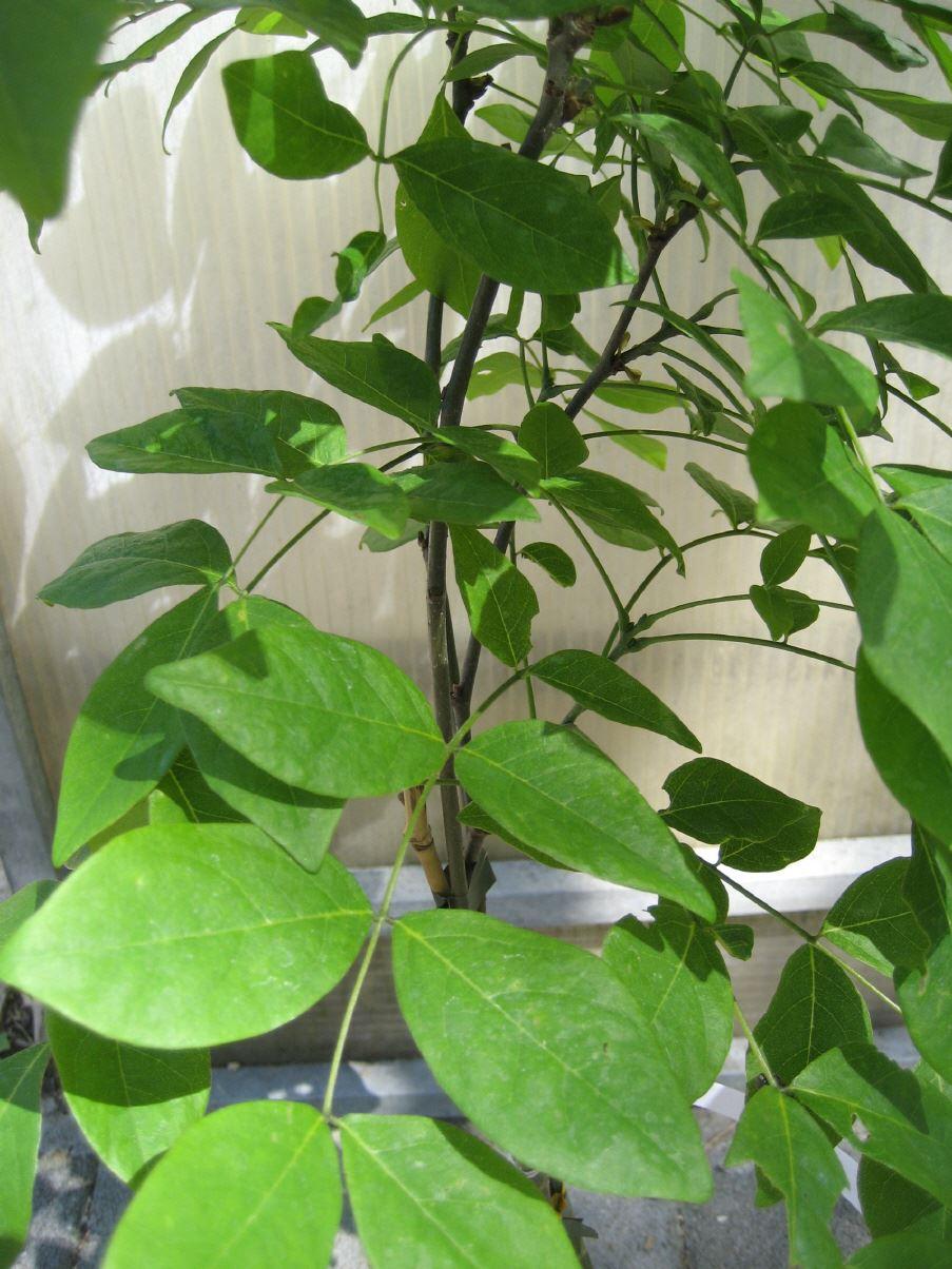 Asiatisches Gelbholz