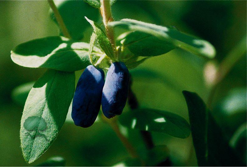 Pflanzen, Sortenecht !