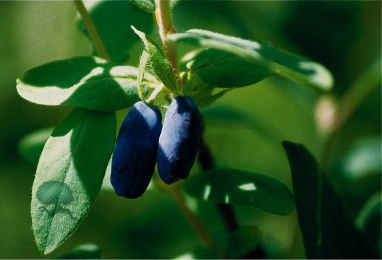 Pflanzen, Sortenecht !