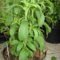 Stevia-Pflanze   -   Süsskraut