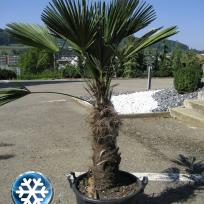 Trachycarpus wagnerianus / Hanfpalme