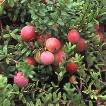 Vaccinium macrocarpon - Cranberry