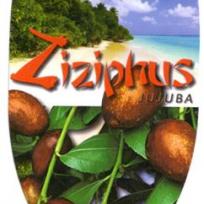 Ziziphus jujuba var. spinosa  - Chinesische Dattel