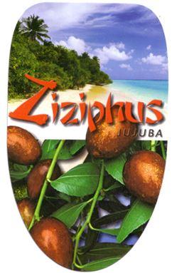 JUDENDORN - RHAMNACEAE Brustbeere