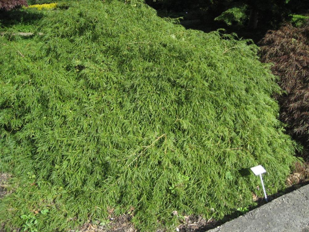 Acer palmatum " Dissectum"