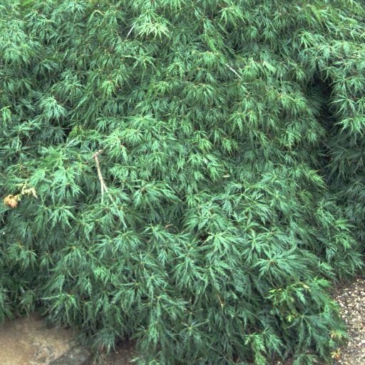 Acer palmatum " Dissectum"