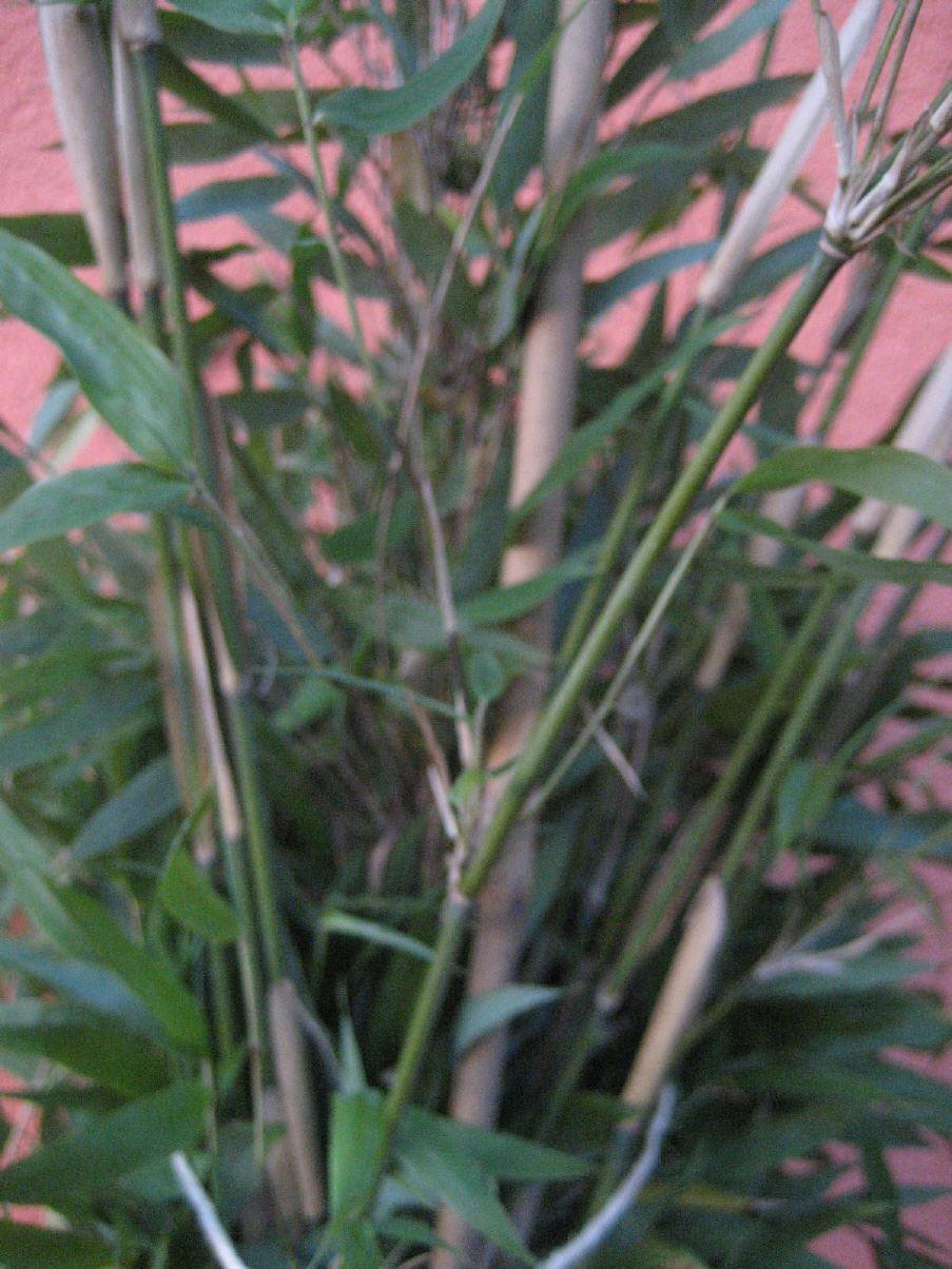 Fargesia denudata 'Lancaster 1'