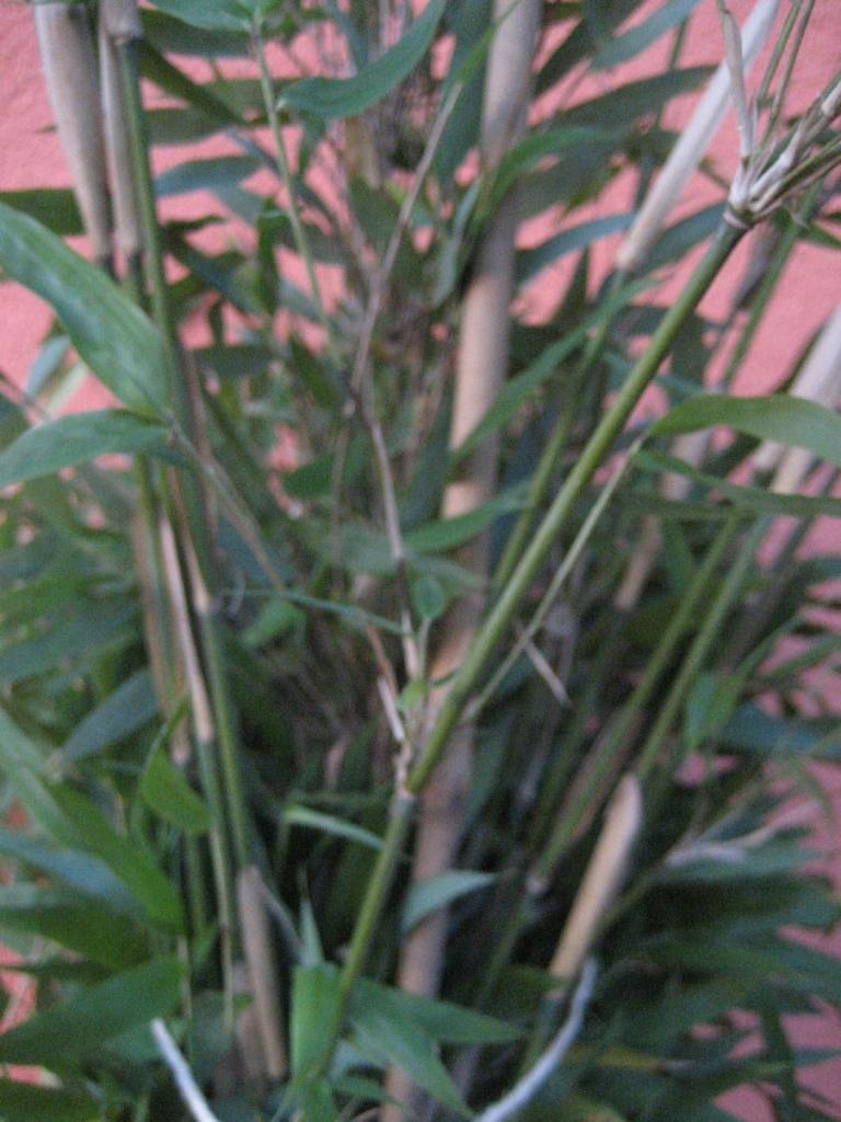 Fargesia denudata 'Lancaster 1'
