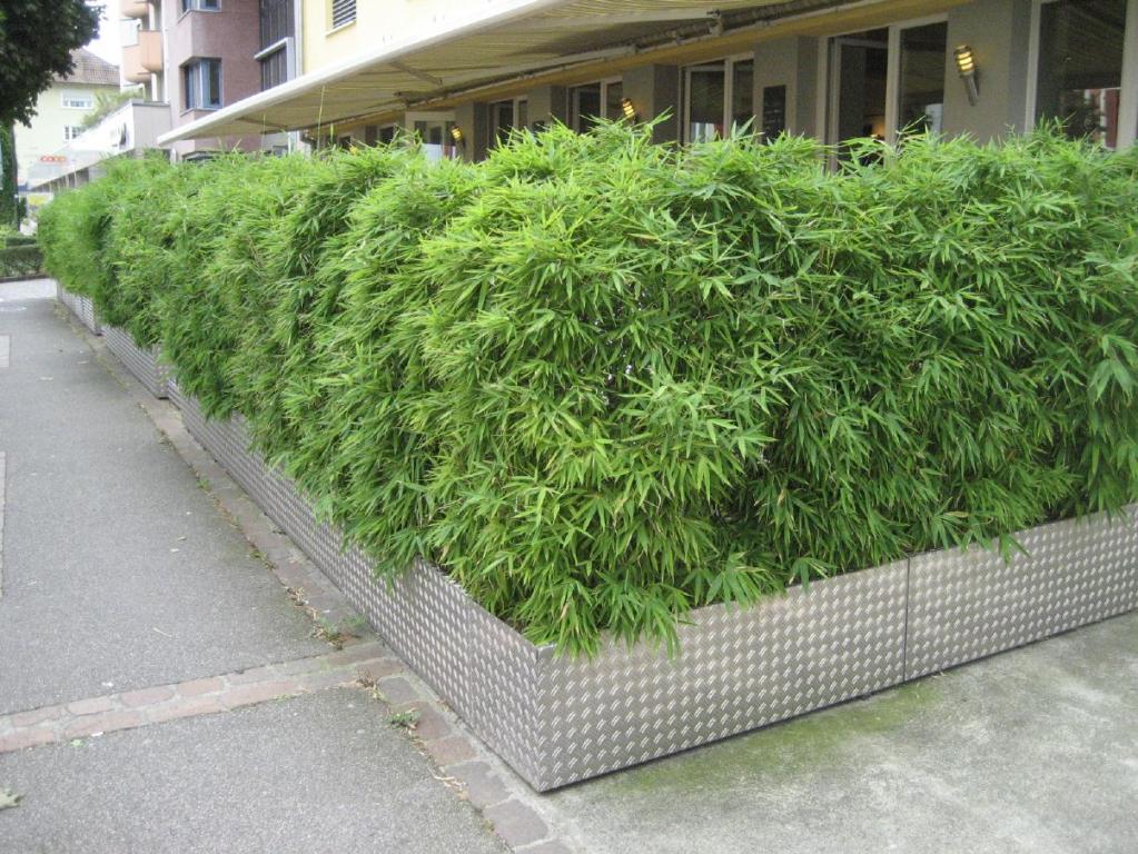 Fargesia robusta 'Campbell'