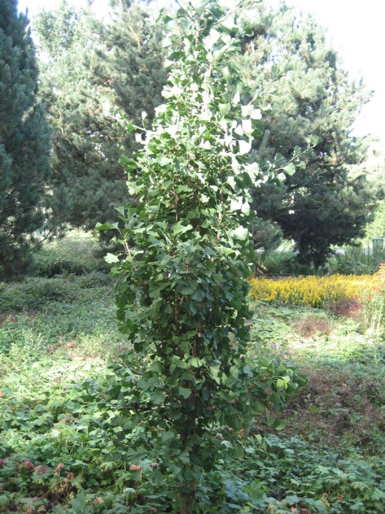 Ginkgo biloba 'Tit'