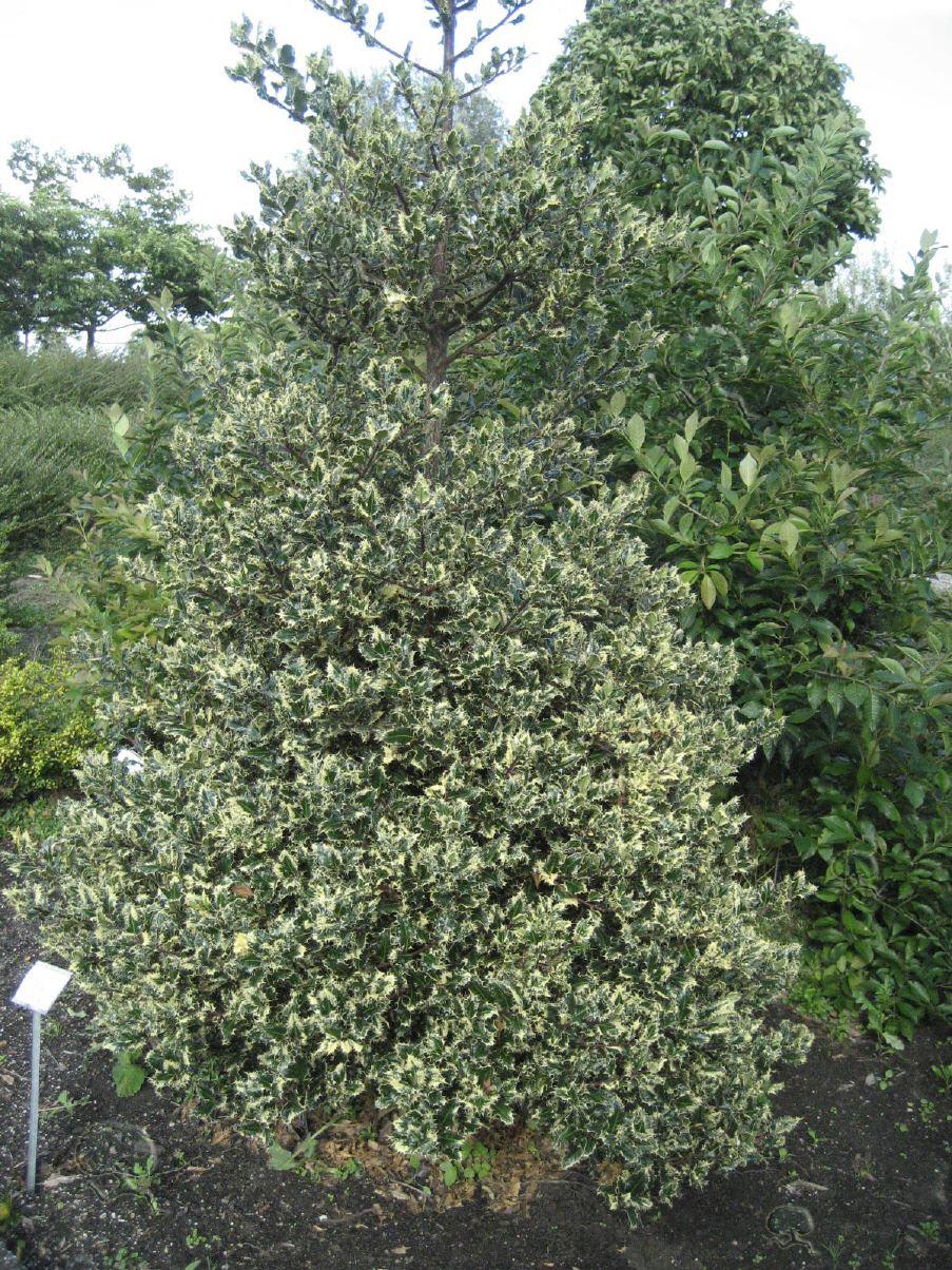 Ilex aquifolium 'Ferox Argentea'