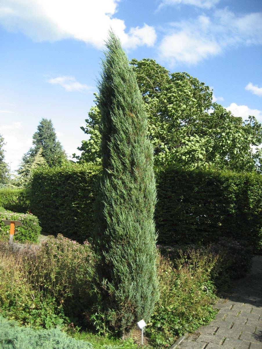 Juniperus scopulorum 'Blue Arrow'
