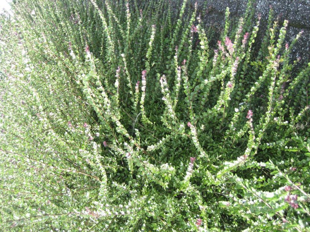 Lonicera nitida 'Red Tips'