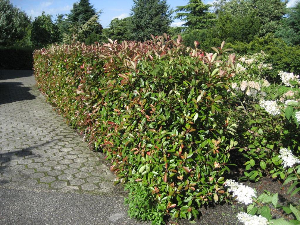 Lorbeermispel / Glanzmispel 