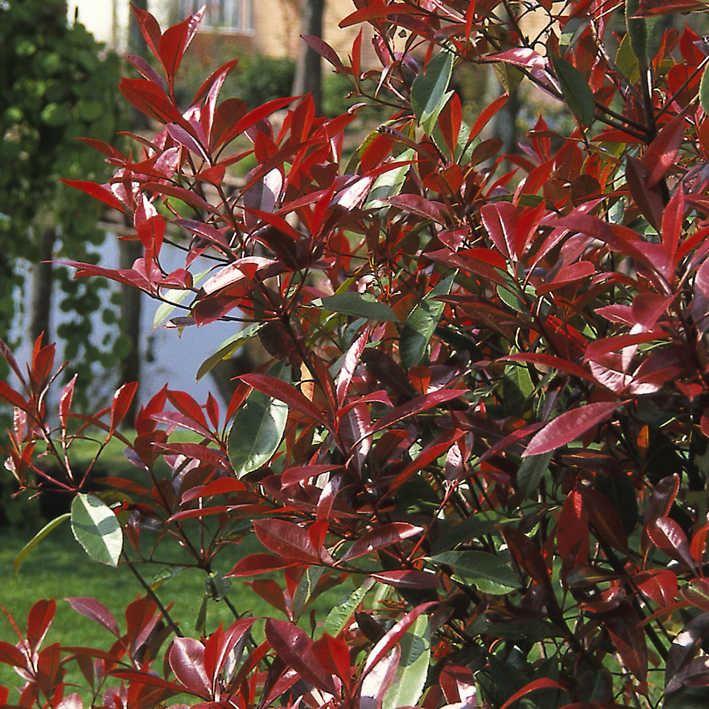 Photinia fraseri Red Robin