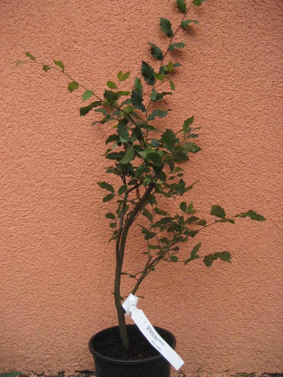 Kaukasische Zelkove  /  Zelkova carpinifolia