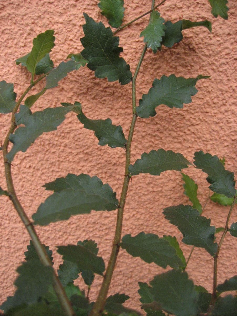 Kaukasische Zelkove  /  Zelkova carpinifolia