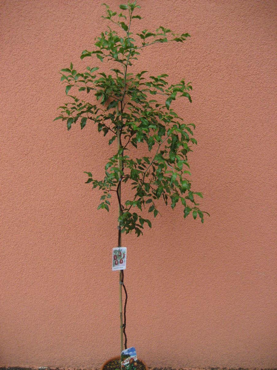 Chinesische Apfelbeere