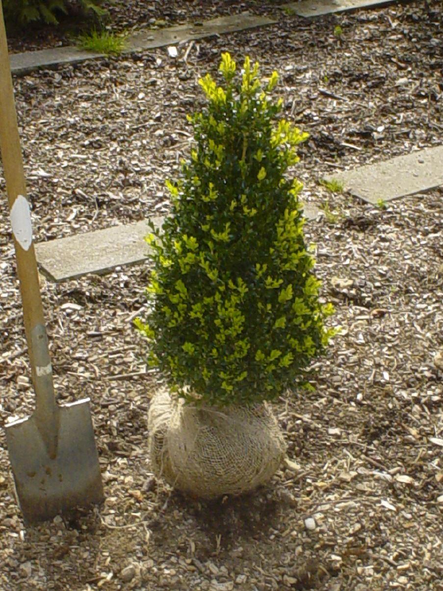 Buxus sempervirens