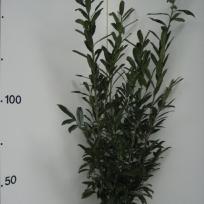 Prunus laurocerasus  Caucasica -  Lorbeer
