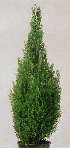 Chamaecyparis  lawsoniana Ellwoods Gold