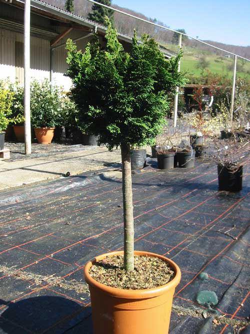 Zwerg-Muschelzypresse