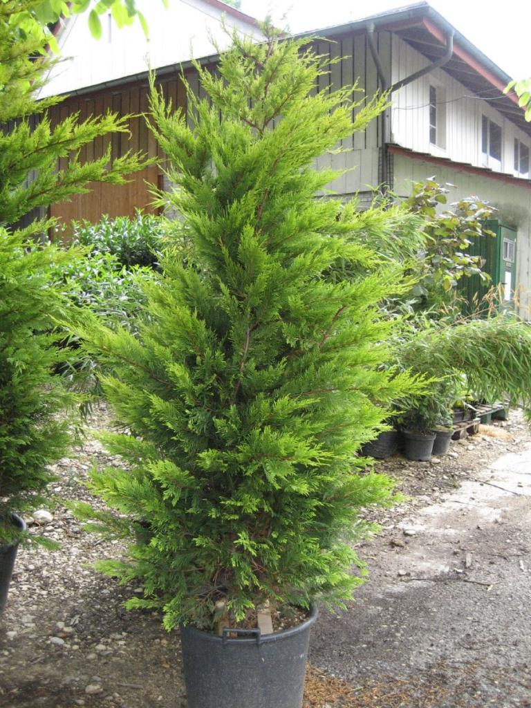 Leyland Zypresse, Bastardzypresse