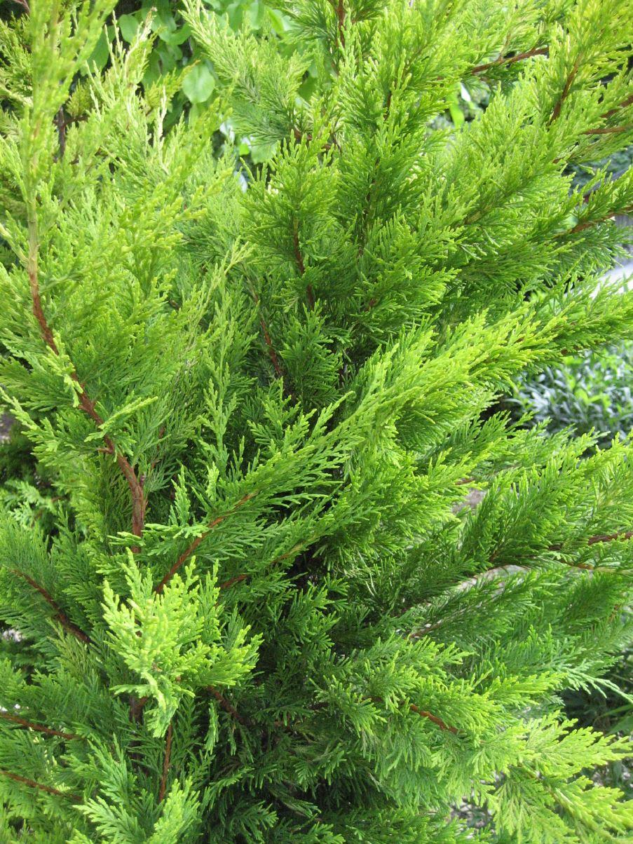 Cupressocyparis leylandii 'Gold Rider'