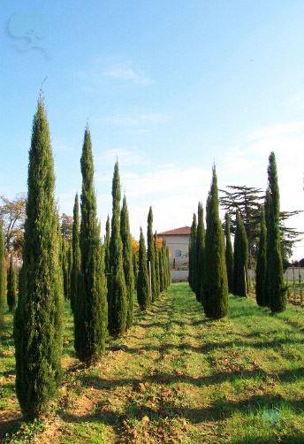 Cupressus sempervirens 'Stricta'