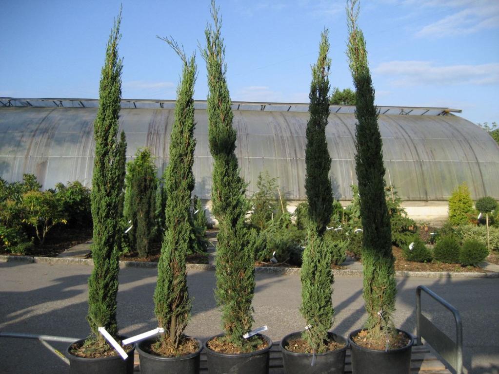 Cupressus sempervirens 'Stricta'
