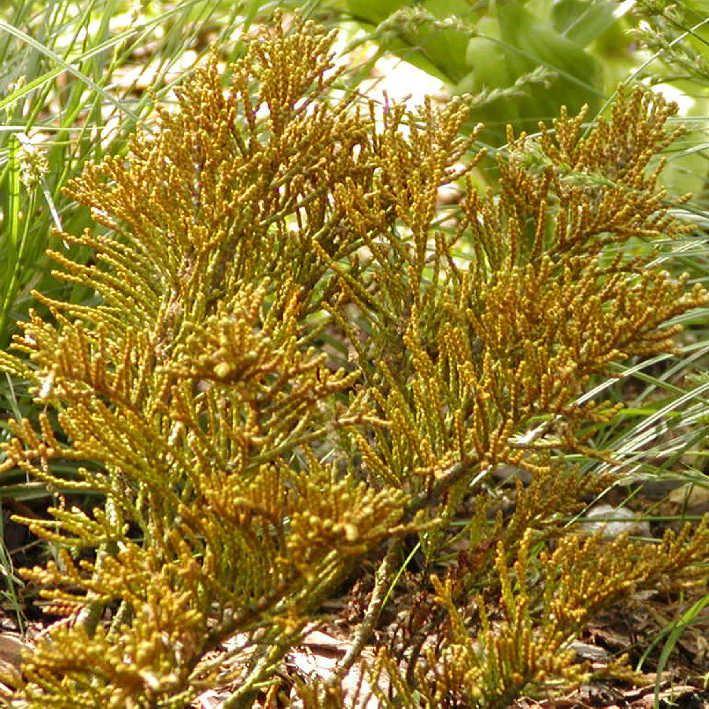 Hebe ochracea 'James Stirling' - Strauchveronika