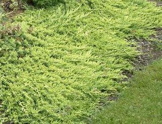 Gelber Kriech-Wacholder