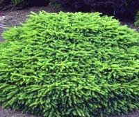 Picea abies 'Nidiformis'