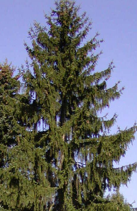 Picea abies 'Pendula Major'
