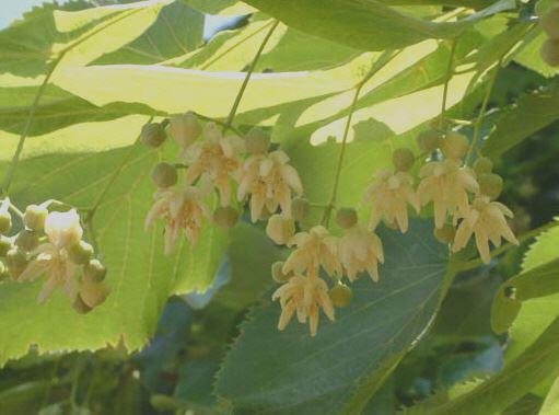 Großblättrige-, Sommer-Linde