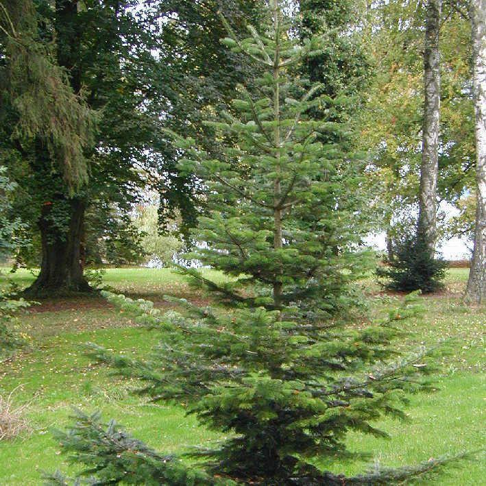 Weihnachtsbäumen