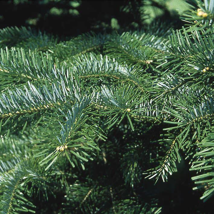 Abies veitchii