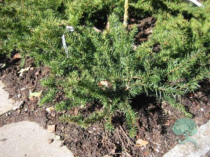Taxus baccata 'Repandens' / Kriecheibe, Kisseneibe