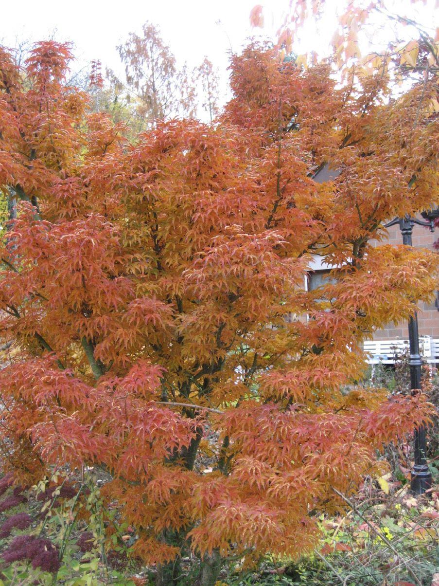 Acer palmatum  `Cristatum`