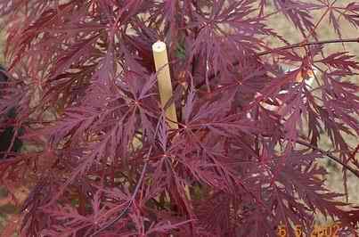 Acer palmatum 'Garnet'