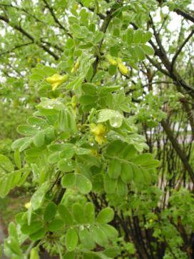 Lorbergs Erbsenstrauch