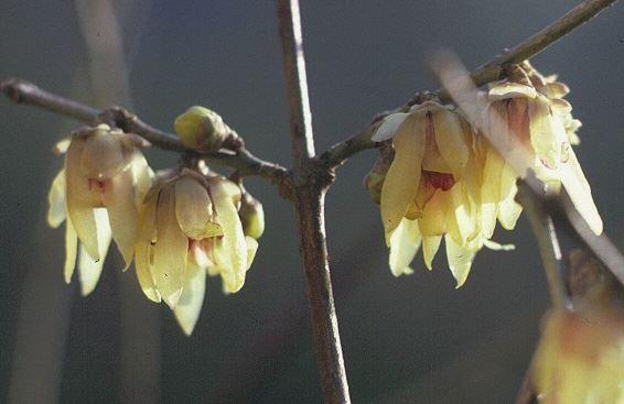 Chimonanthus praecox / Winterblüte